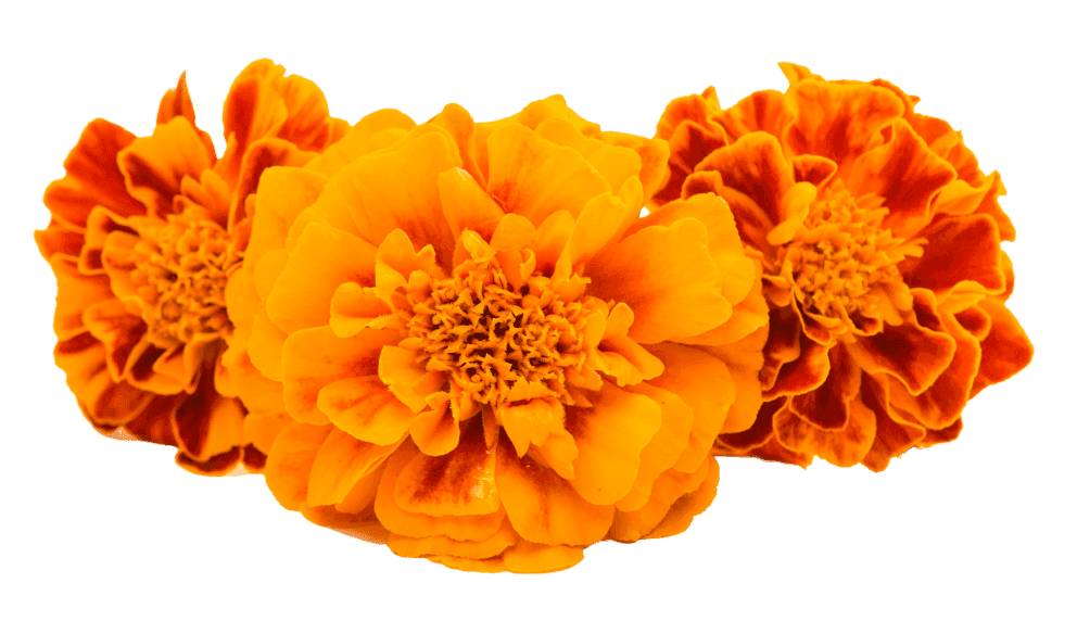 Kirtan with special guest Madhava Naidoo 1