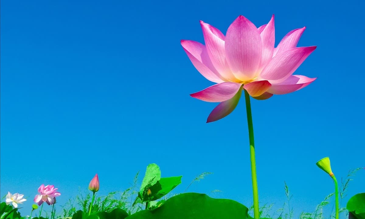 Somatic Therapy NYC | Michele L. Kong, CPC, SEP, LP logo