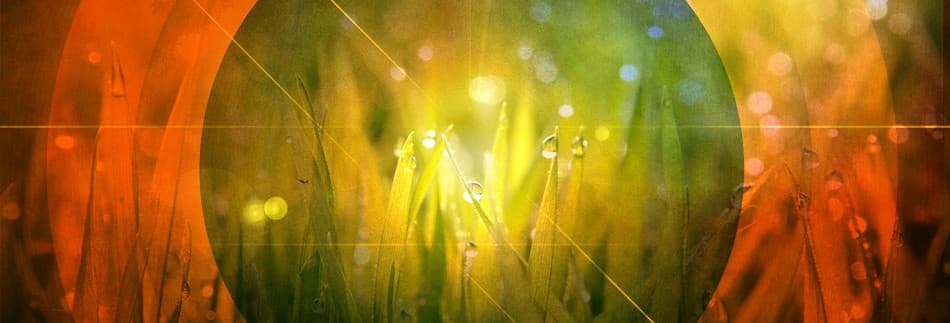 Theresa Vivian Wellness Coaching logo