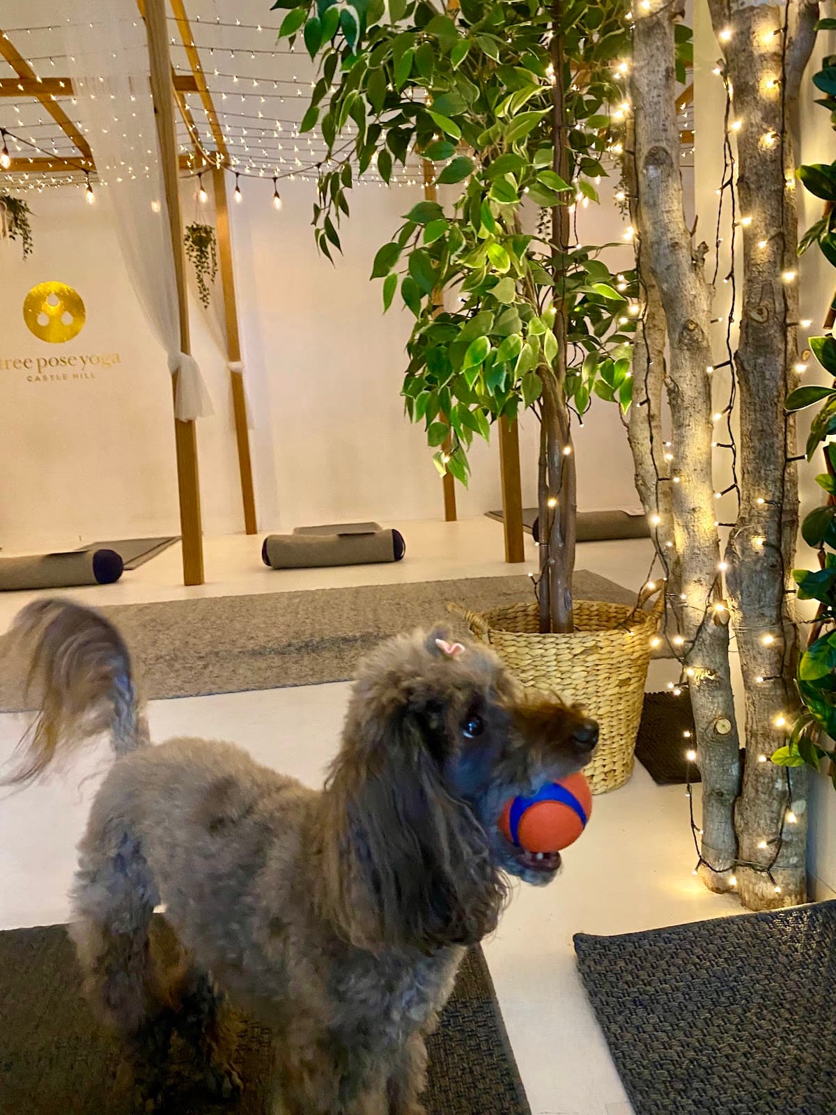 Tree Pose Yoga Rouse Hill