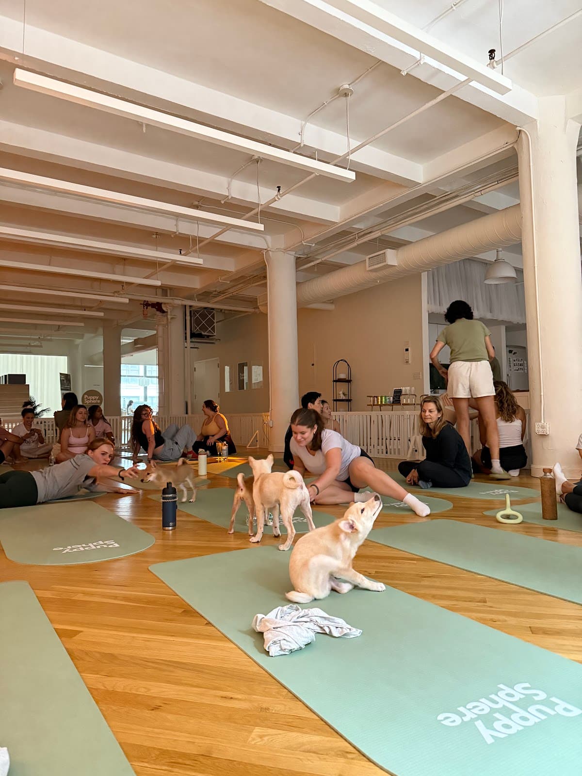 Puppy Sphere | Puppy Yoga (Flatiron)