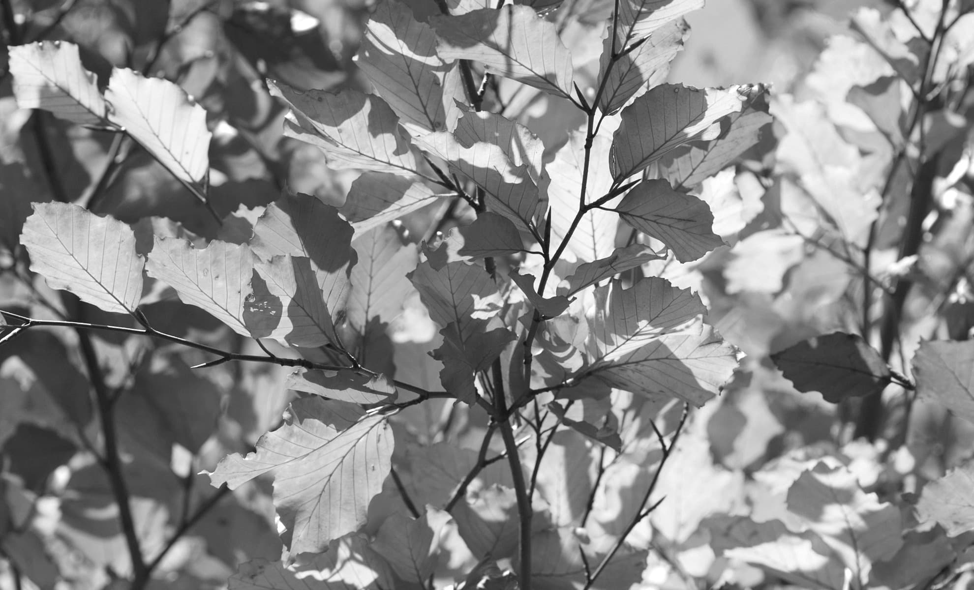 Moving Into The Space of Self Care - Half Day Retreat