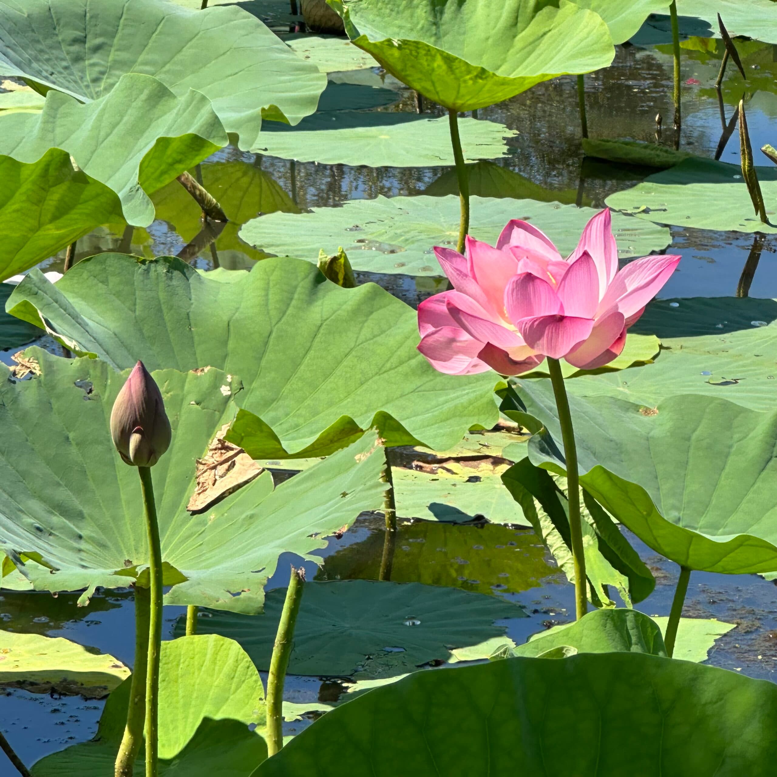 The Shala Buddhist Studies (2025-2026)