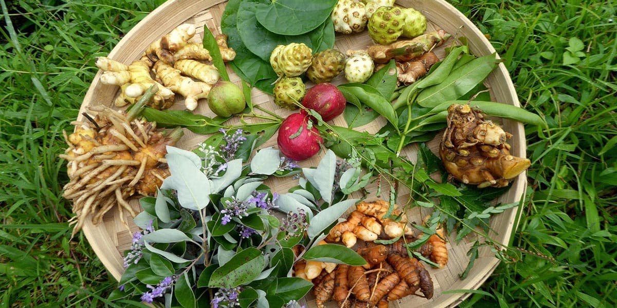 Bali Silent Retreat - Weekly Living Pharmacy Workshop