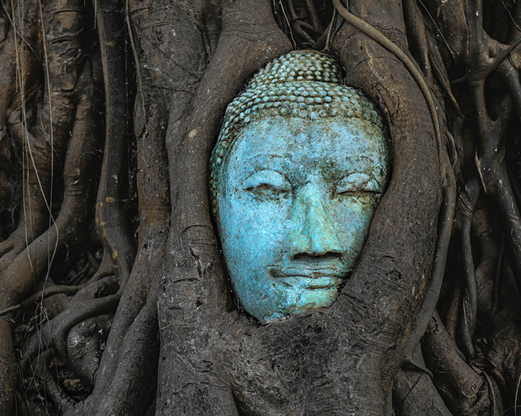 Online: Ecological Questions, Buddhist Responses – The Dharma of the Natural World