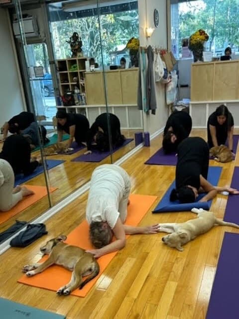 Puppy Yoga 1