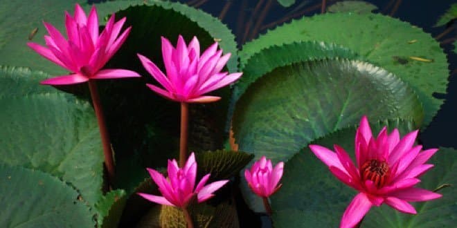 Certified Meditation Teacher Training - Part 3: The Healing Path