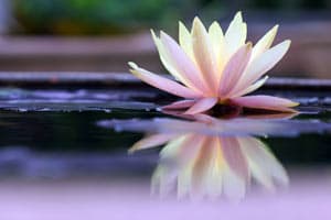 Intermediate yoga Level 3 + Pre-Advanced