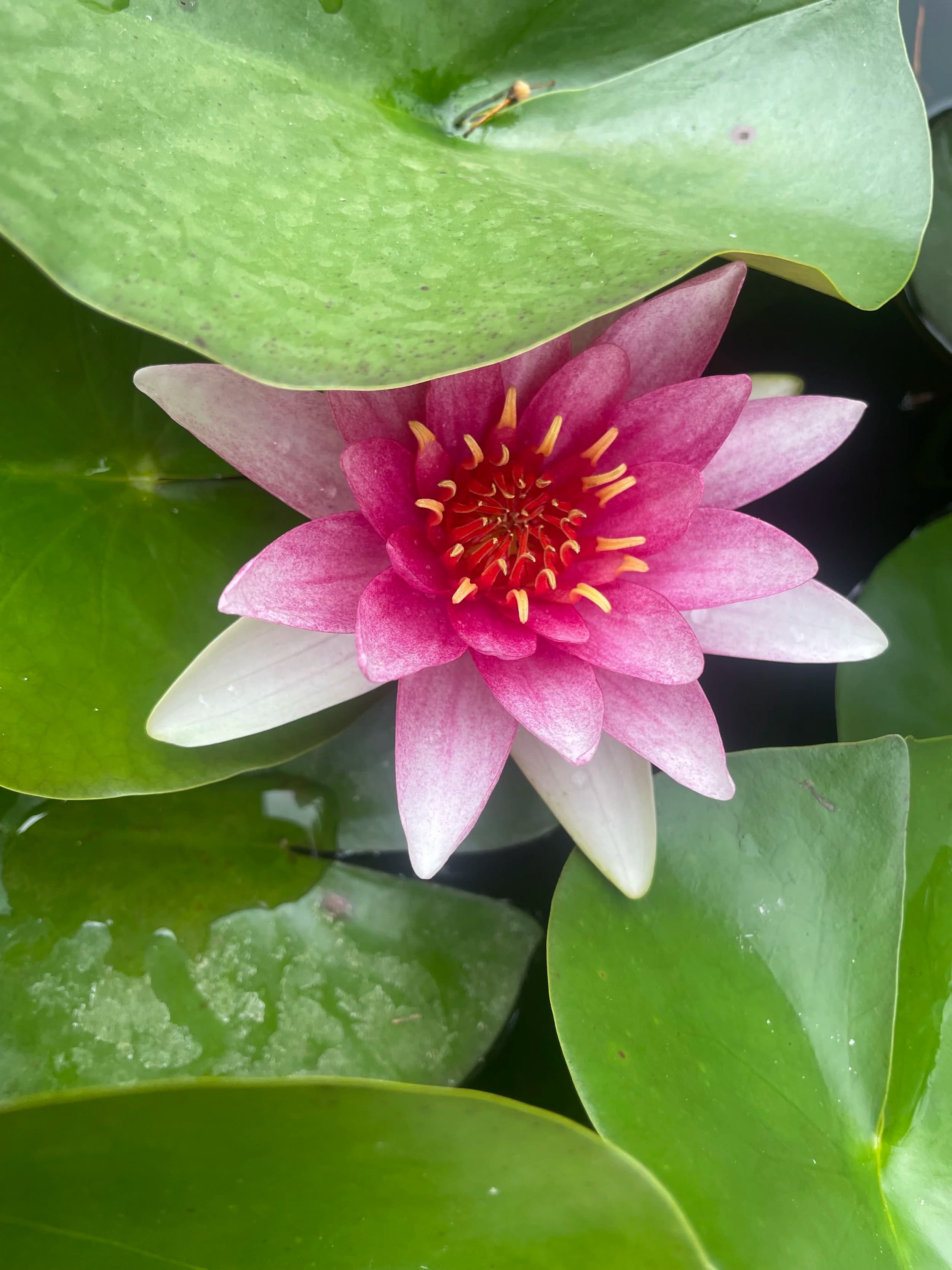 Summer Glow - Yoga, Bike & Lake Retreat 1