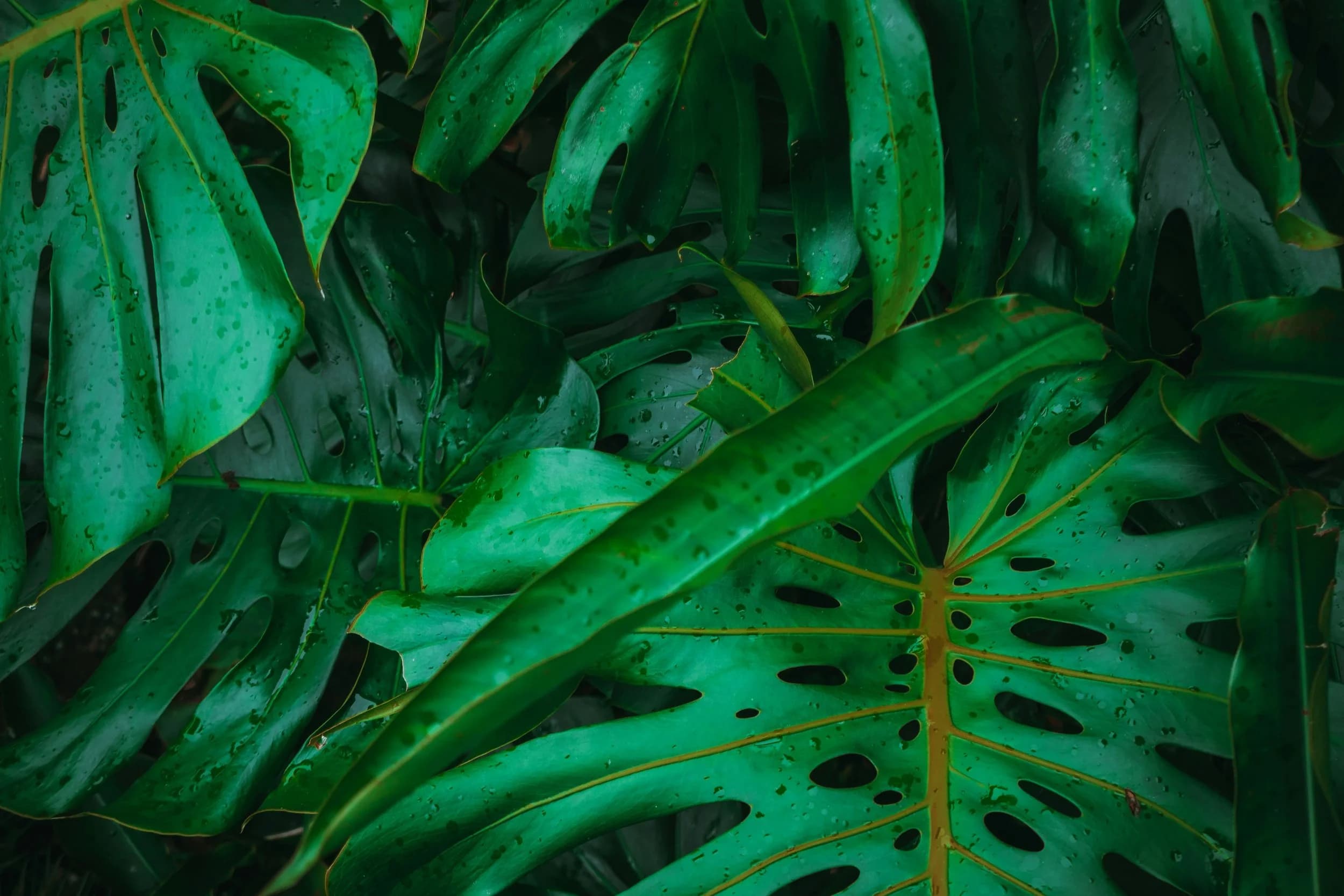 PCOS: Beyond The Diagnosis - A Comprehensive Guide to Harnessing Your Hormones