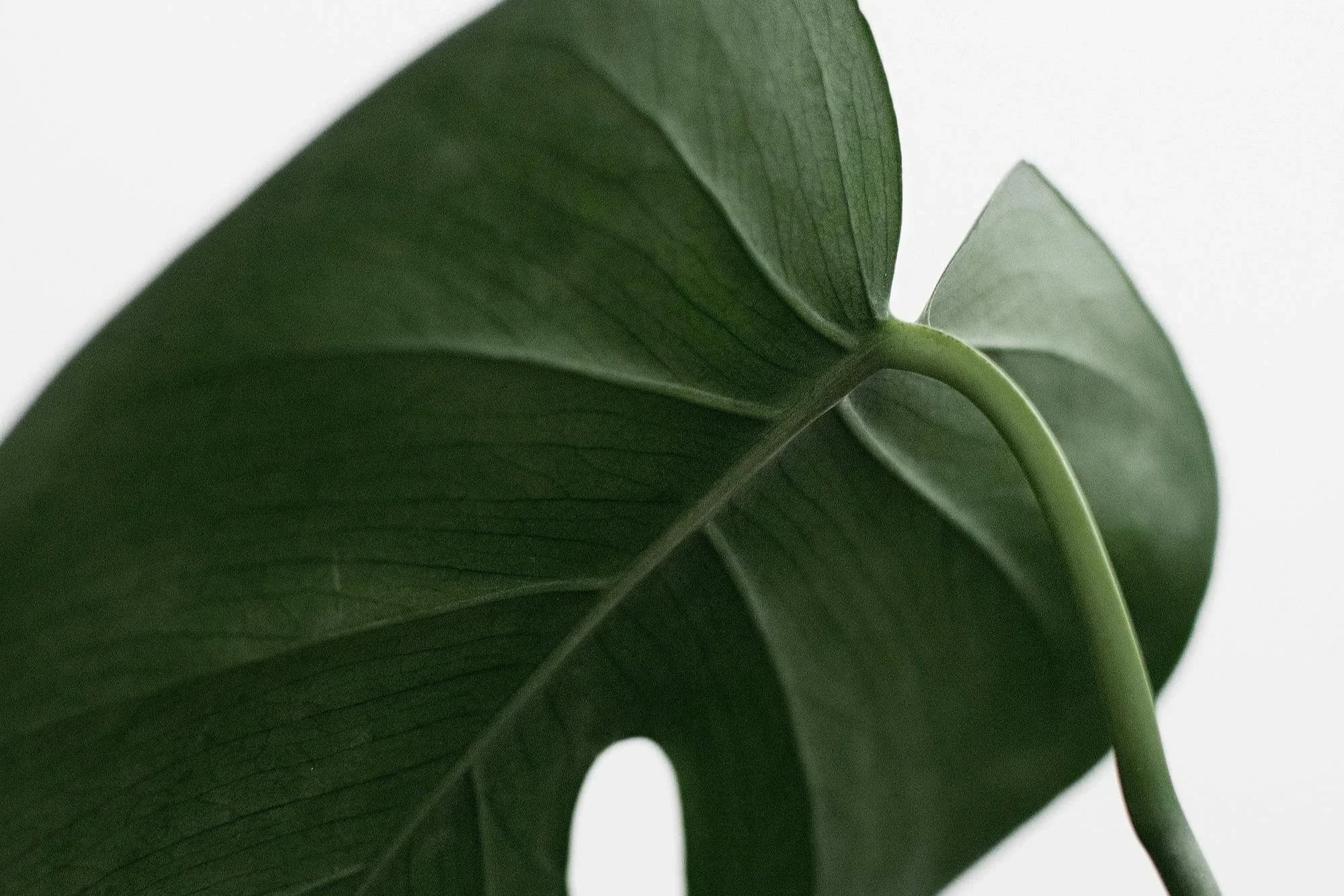 The Cadence Starter Pass 1