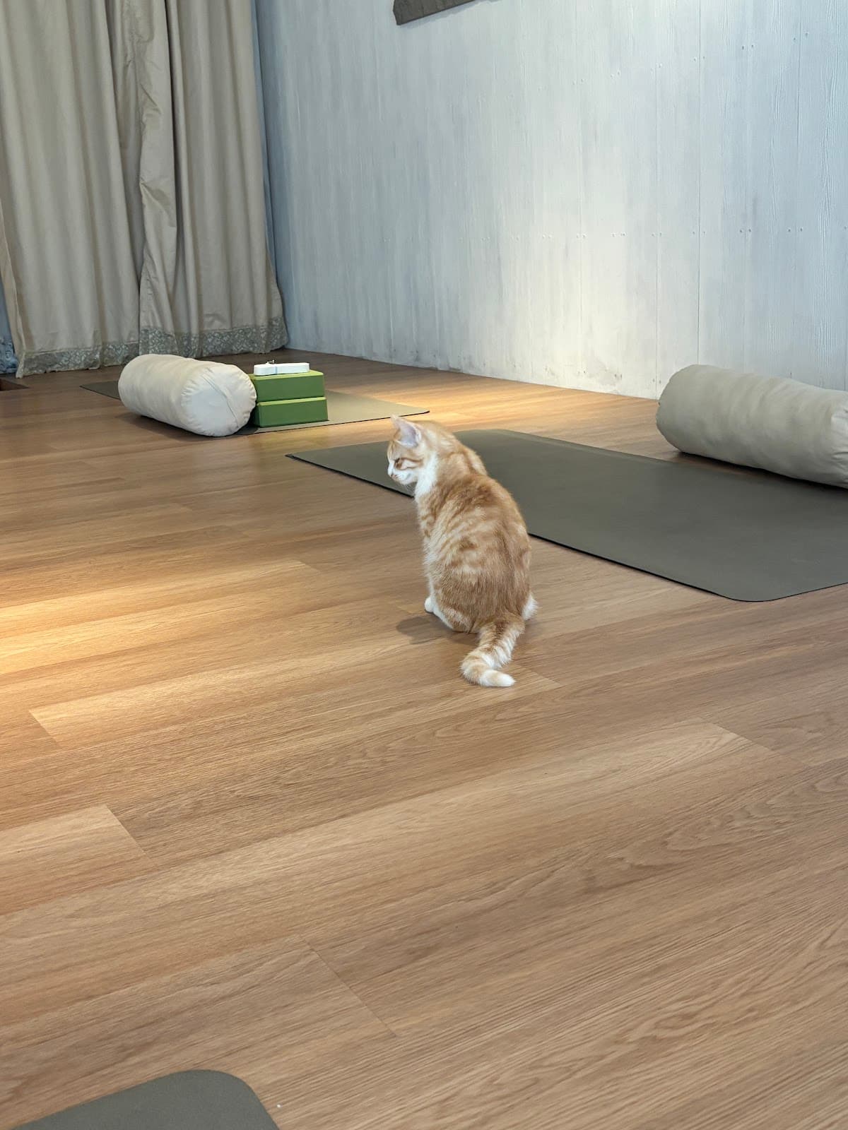 Blissful Yoga & Wellness logo