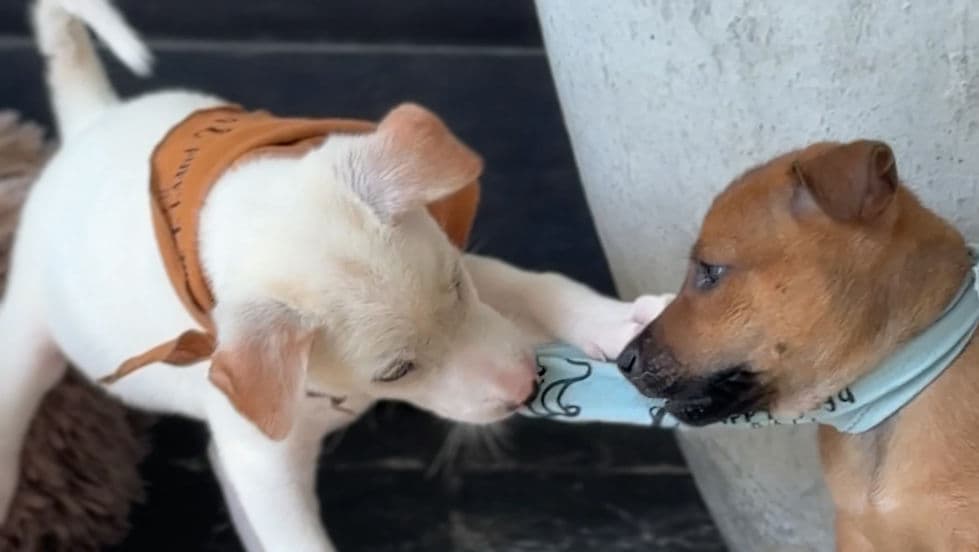 10 April 3PM Puppy Yoga Canggu 1