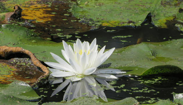 SoundSoulVibin' Sound Healing Music 1